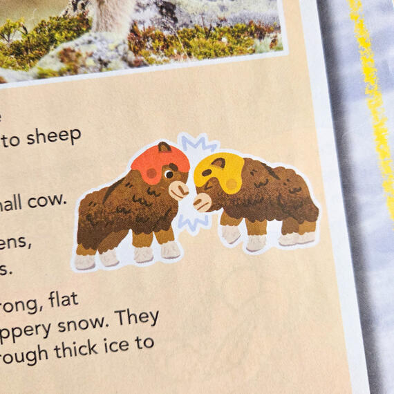 Editorial Illustration of Muskox drawn for Chickadee Magazine, found in the December 2025 Issue on page 7.