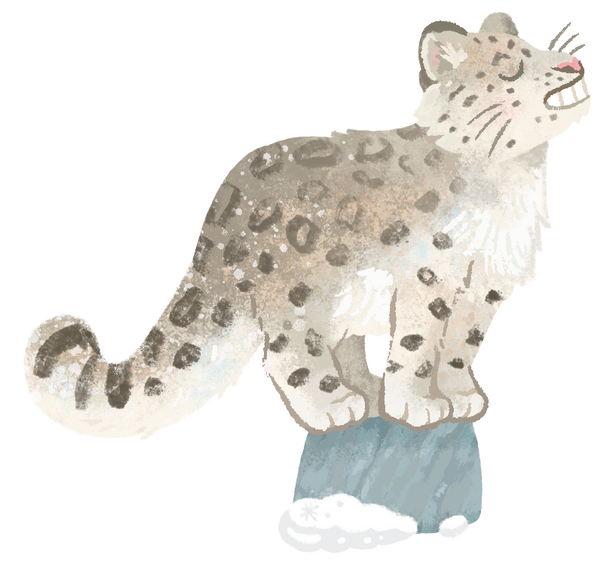 Spot Illustration of a Snow Leopard drawn for Chickadee Magazine, found in the January/ February 2026 Issue .