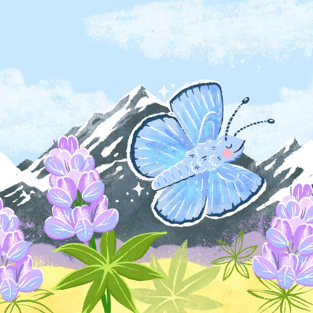 An illustration of a Silvery Blue Butterfly flying umong Yukon Lupines in the mountains.